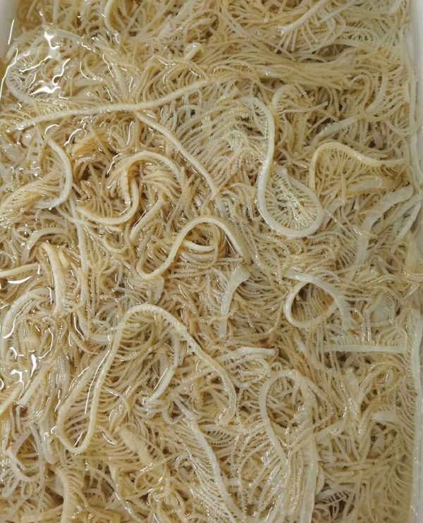 泡毛肚冷却